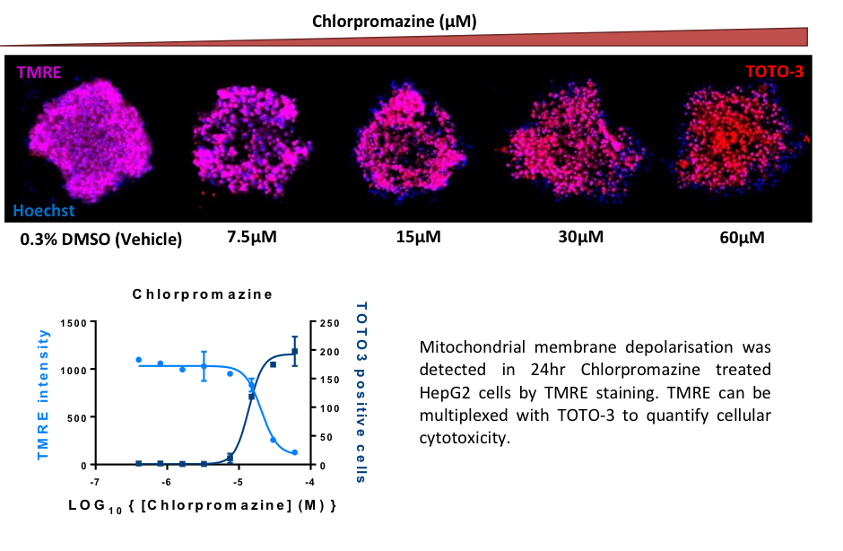 Chlorpromazine - Mitochondrial membrane depolarisation