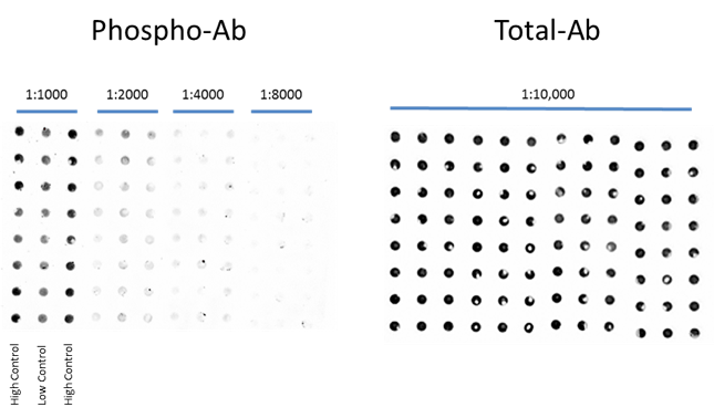 protein expression