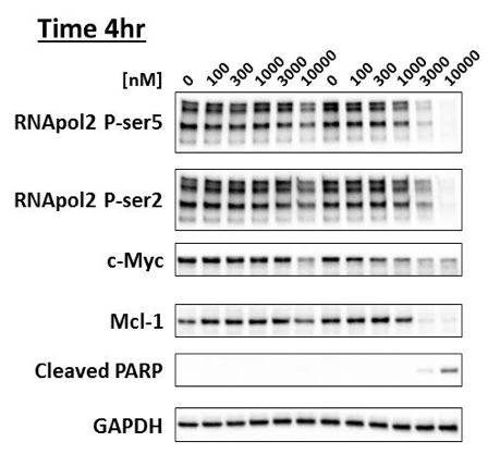 protein expression