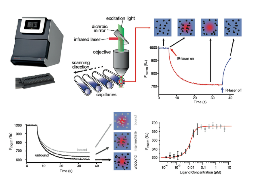 Microscale Thermophoresis (MST)