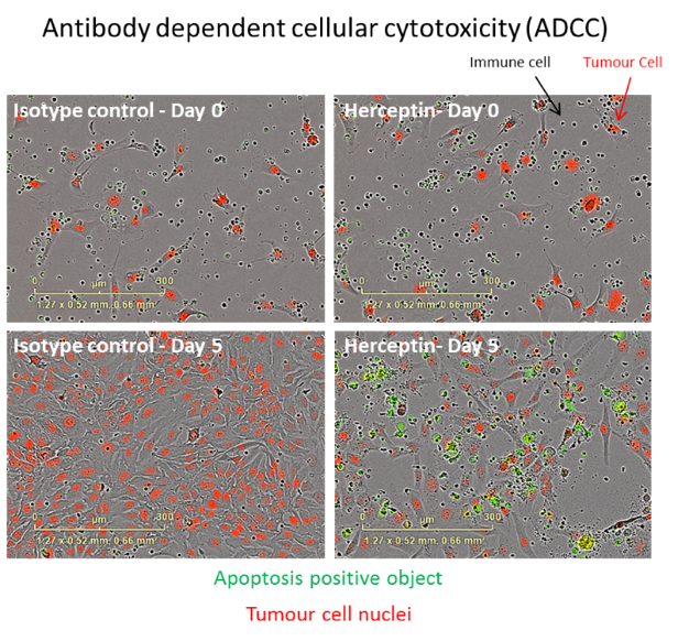 Co-Culture Systems, Cellular Interaction