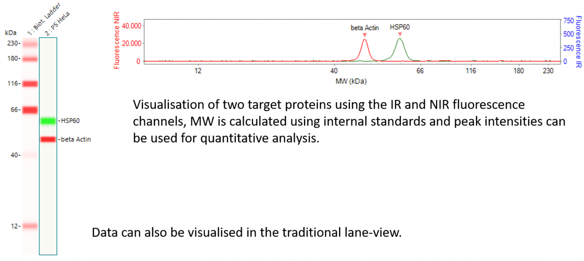 protein expression