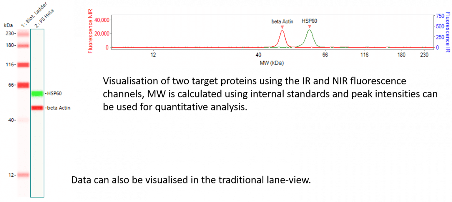 Protein Expression Services & Western Blot Protocol
