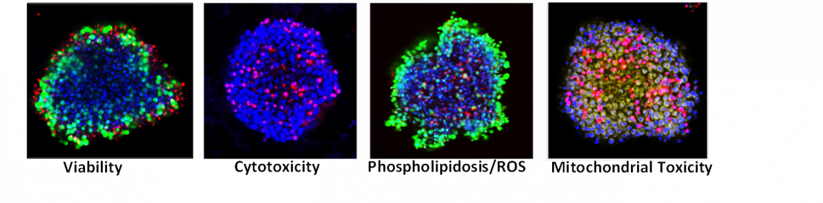 Viability, cytotoxicity, phospholipidosis, mitochondrial toxicity