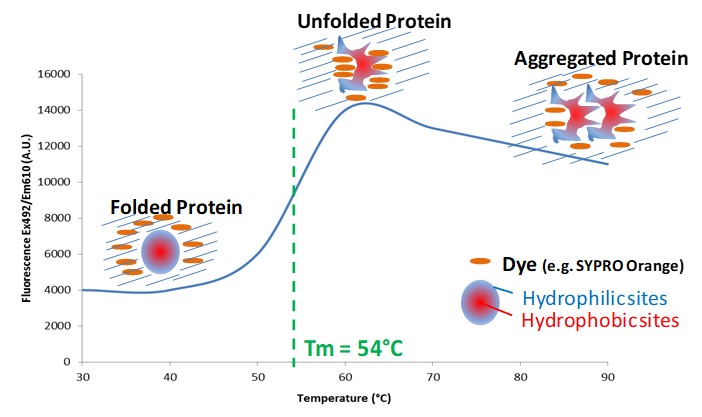 Fluorescent Thermal Shift Assays