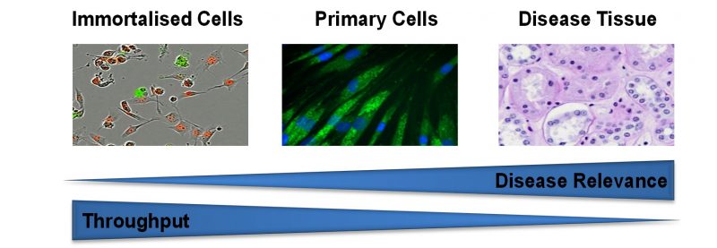 Phenotypic Screening