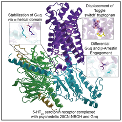 Kim-et-al Structure of hallucinogens