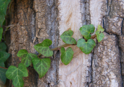 A tree with ivy wrapped around it