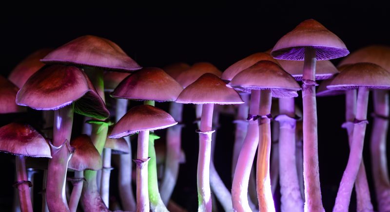 Picture of Magic Mushrooms 
