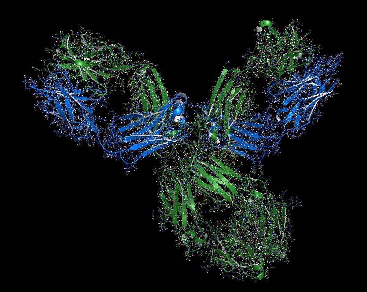 The structure of an antibody drug