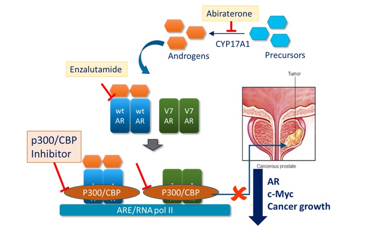 Mechanism of action of Inobrodib in CRPC