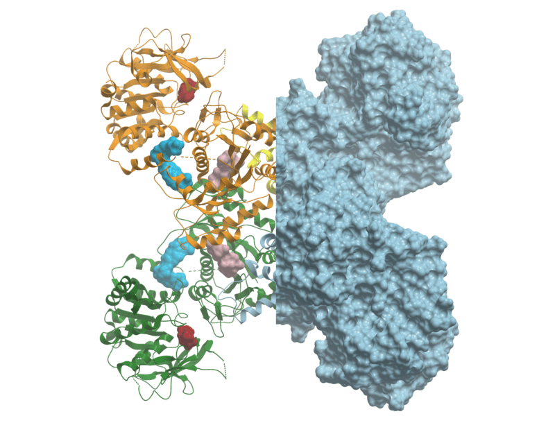 3D crystal structure of CTPS1