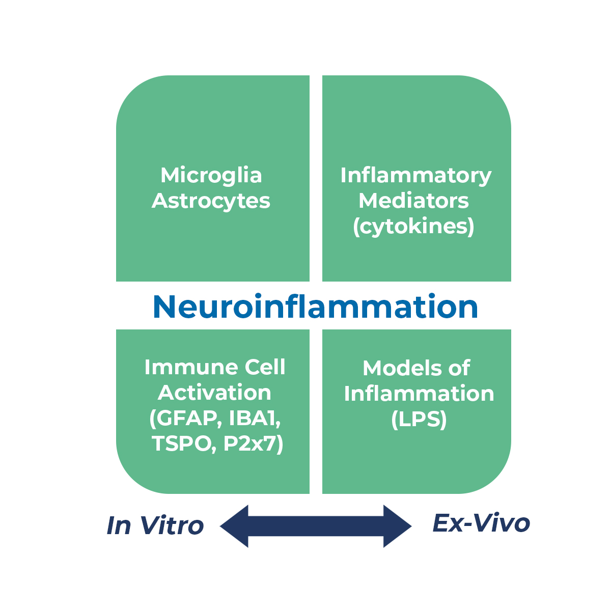 Unravelling Neuroinflammation Brain's Immune Response