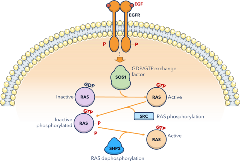 An overview of the Ras oncogenic pathway, specifically (SOS1 and SHP2)