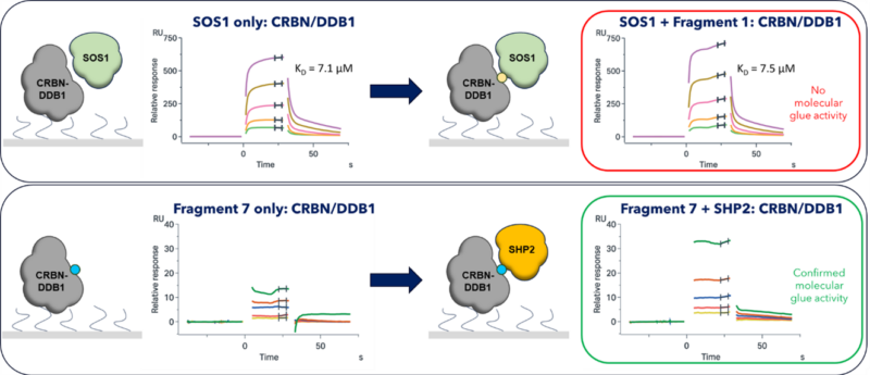 Initial validation of the hits demonstrated that at least one molecular glue-like molecule had been identified for SHP2, whilst other hits, such as this example for SOS1, demonstrated little or no molecular glue activity.