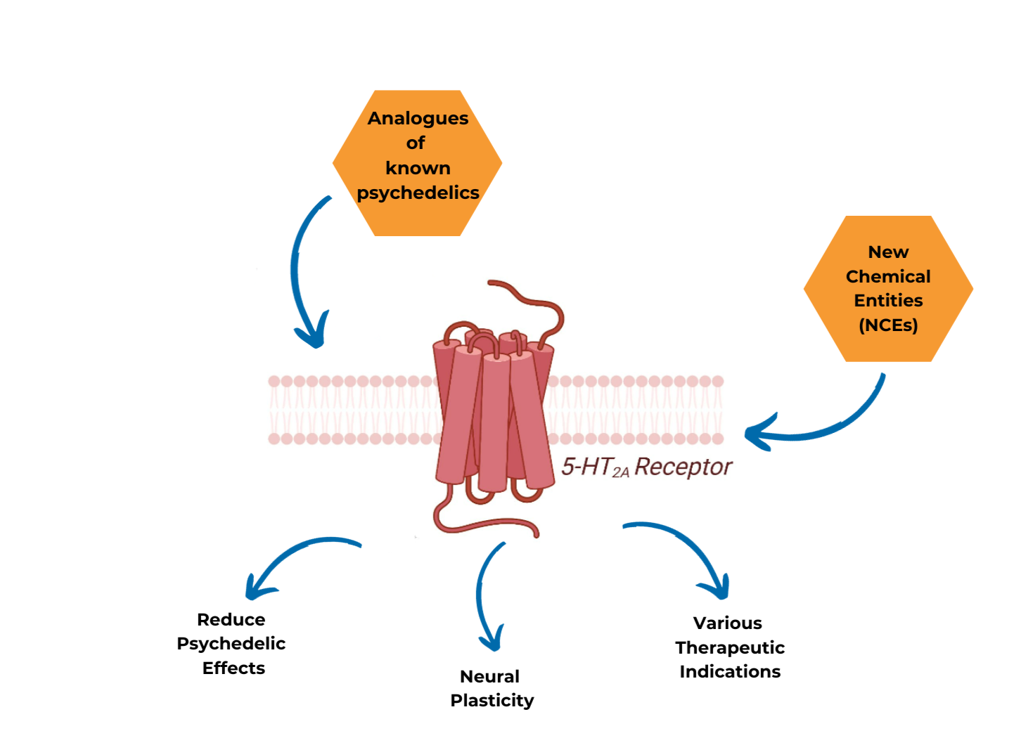 Targeting the 5-HT2A receptor with psychedelics & novel molecules