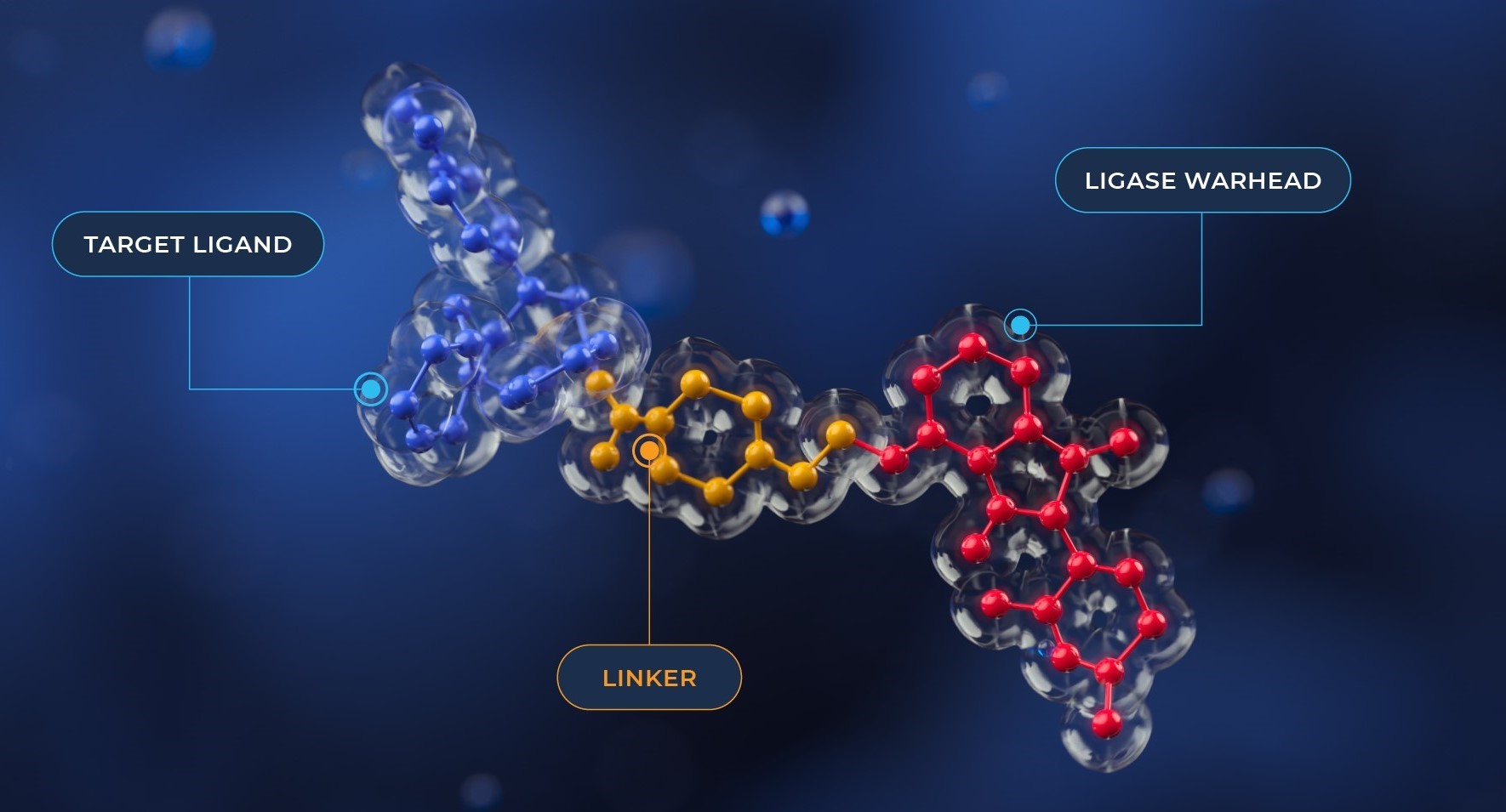 Une nouvelle plateforme devrait accélérer la dégradation ciblée des protéines à un stade précoce.