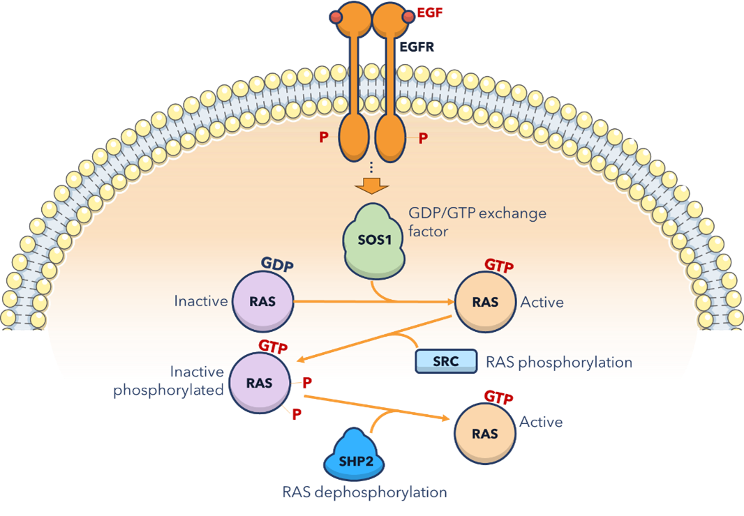 An overview of the Ras oncogenic pathway, specifically (SOS1 and SHP2)