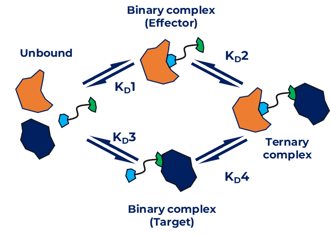 Bifunctional ternary complex formation with different equilibria
