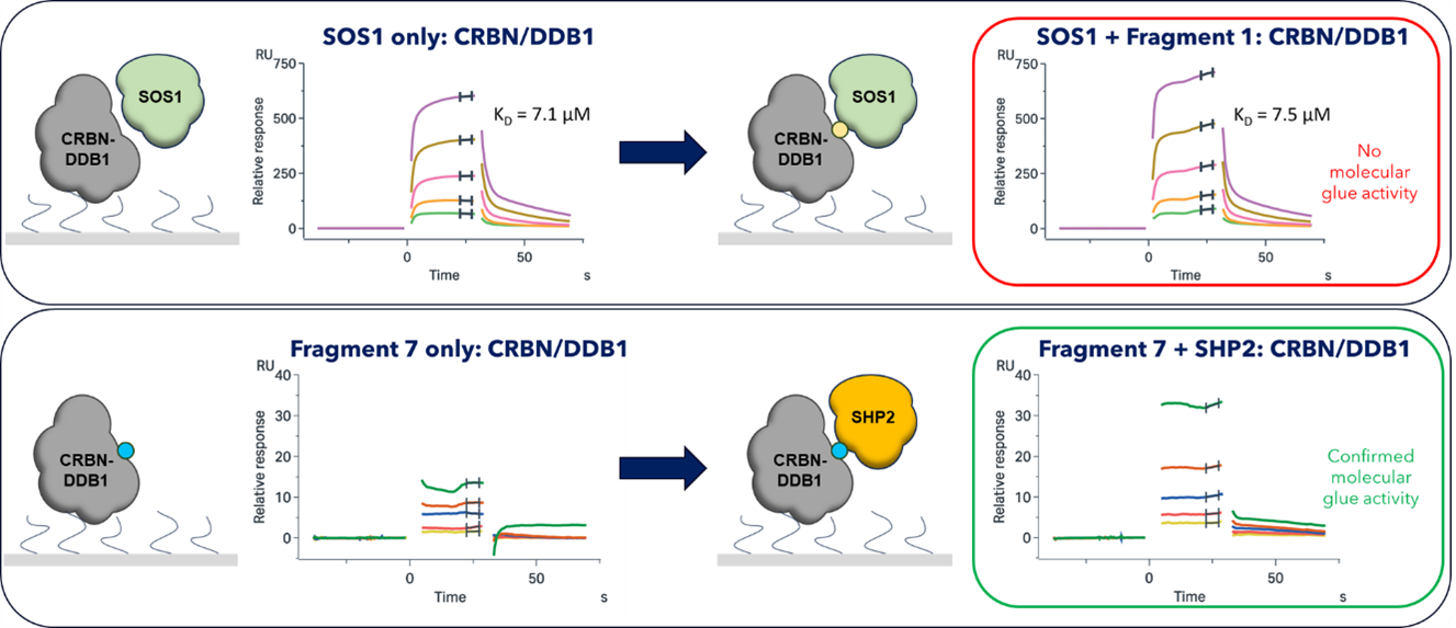 Initial validation of the hits demonstrated that at least one molecular glue-like molecule had been identified for SHP2, whilst other hits, such as this example for SOS1, demonstrated little or no molecular glue activity.