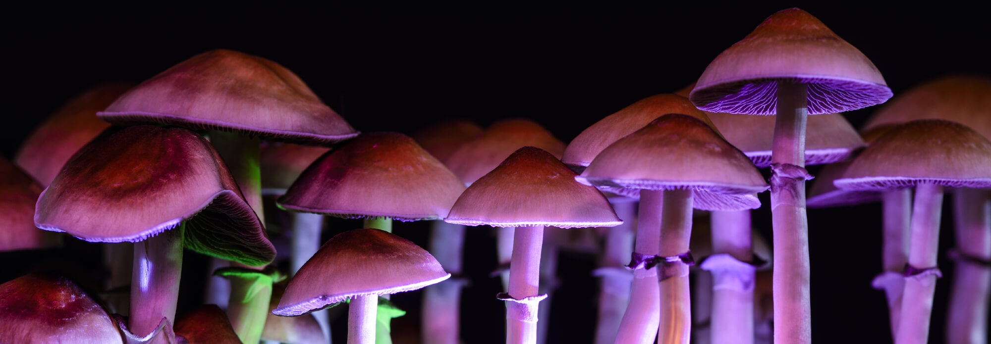 To hallucinate, or not to hallucinate – that is the question