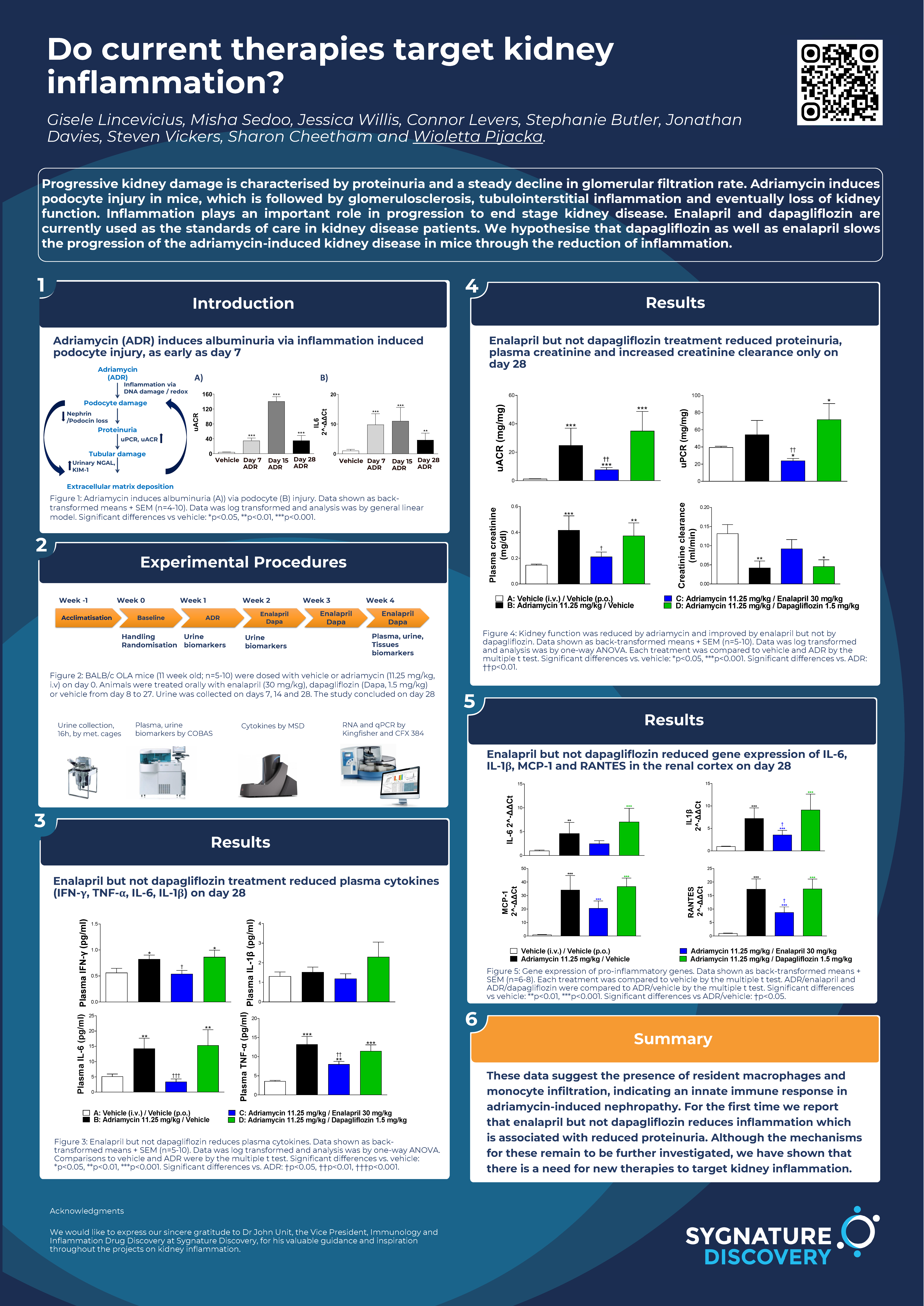 Do current therapies target kidney inflammation?