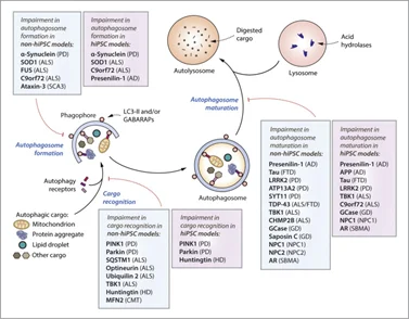 Exploring the Lifelines of the Brain: Autophagy and Lysosomal function at the Heart of Neurodegeneration
