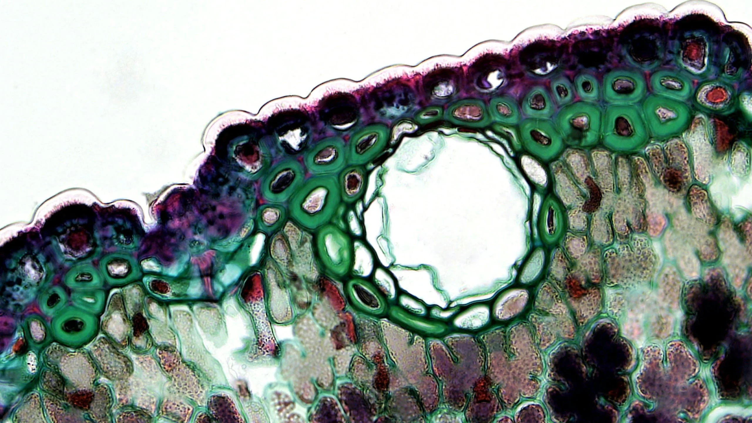 Article court [MODÈLE]