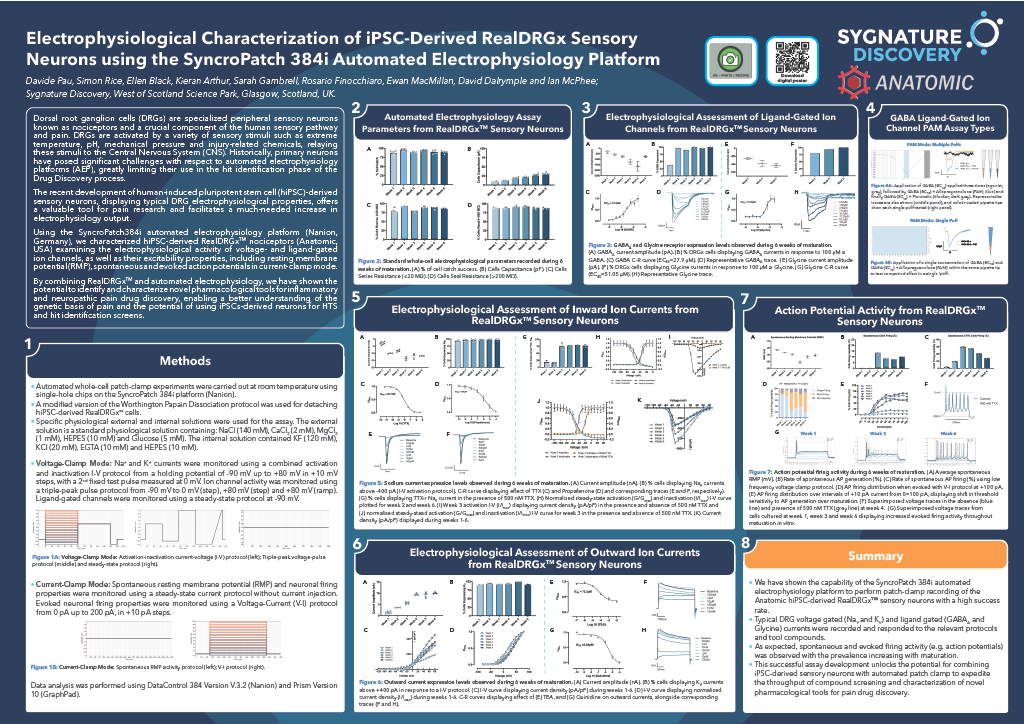 Poster illustrating Sygnature Discovery’s electrophysiological characterisation of iPSC-derived RealDRGx™ sensory neurons using the SyncroPatch 384i platform. The image shows representative current traces