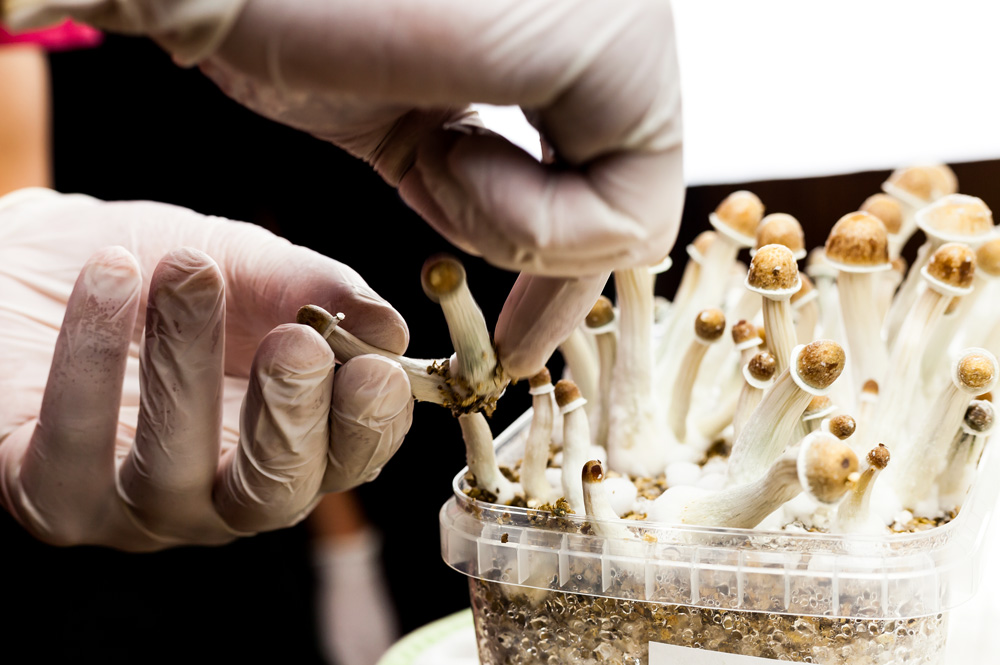 Psychedelics, a new frontier for mental health treatments