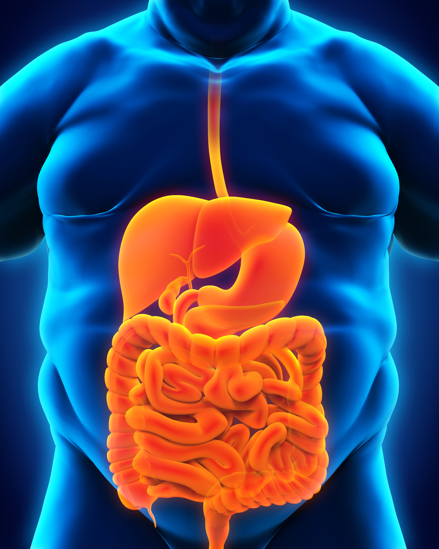 The dietary-induced obese (DIO) mouse: A robust platform for the development of anti-obesity pharmacotherapies