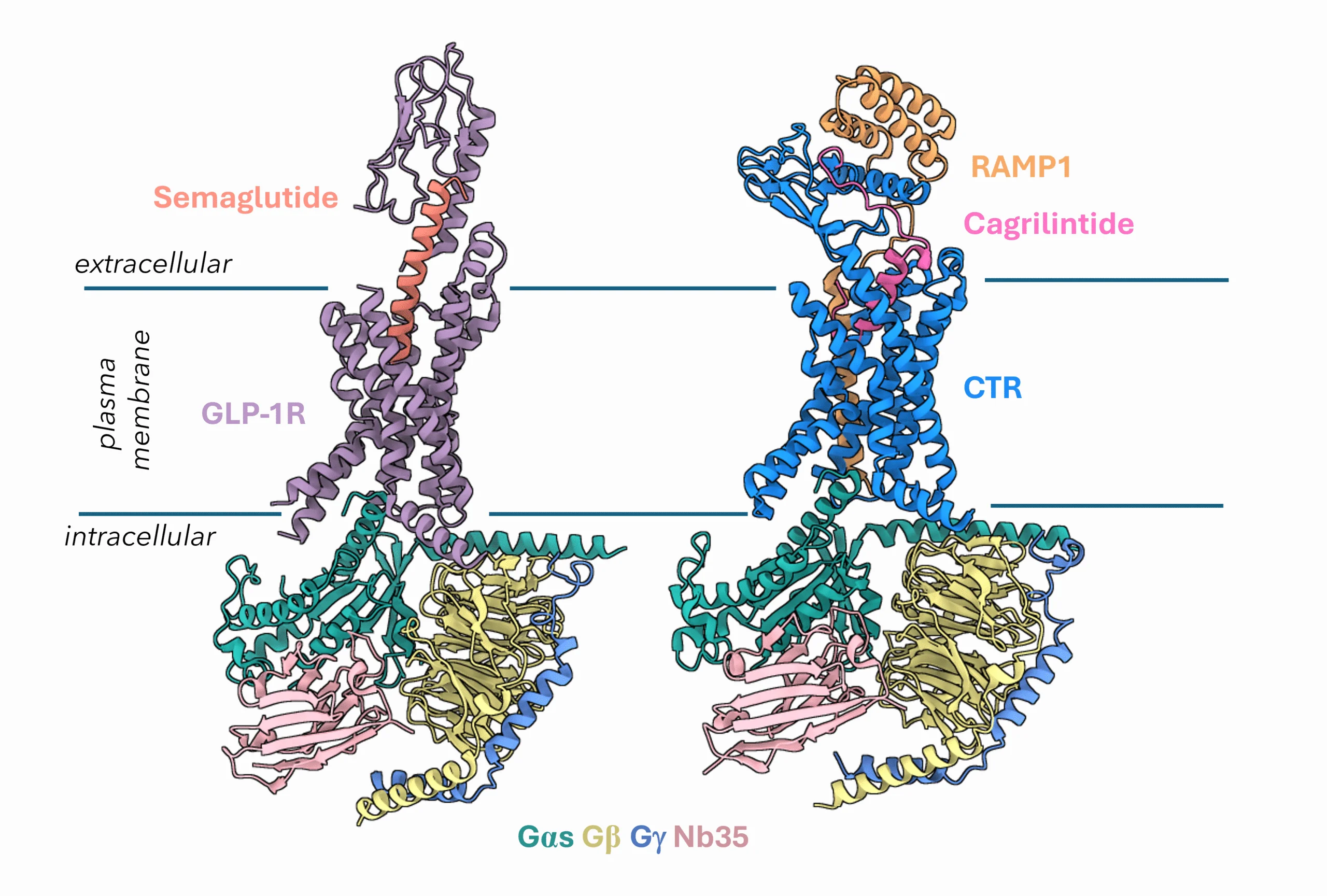Why Everyone’s Talking About Metabolic GPCRs