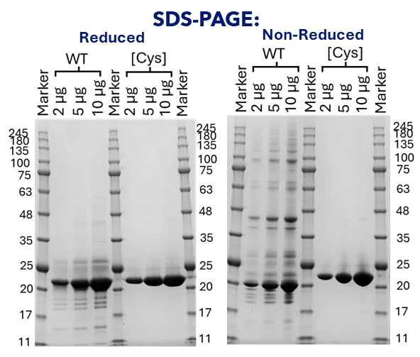 SDS PAGE of purified wild type and mutant TL1A