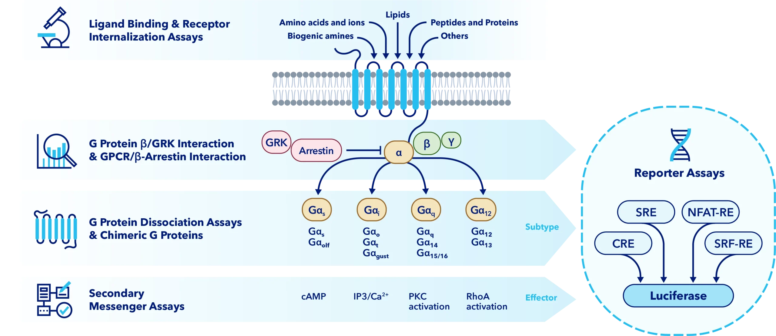 Diagram illustrating GPCR drug discovery assay solutions, including ligand binding and receptor internalization, protein-GPCR interactions, downstream signaling pathways, and secondary messenger assays.