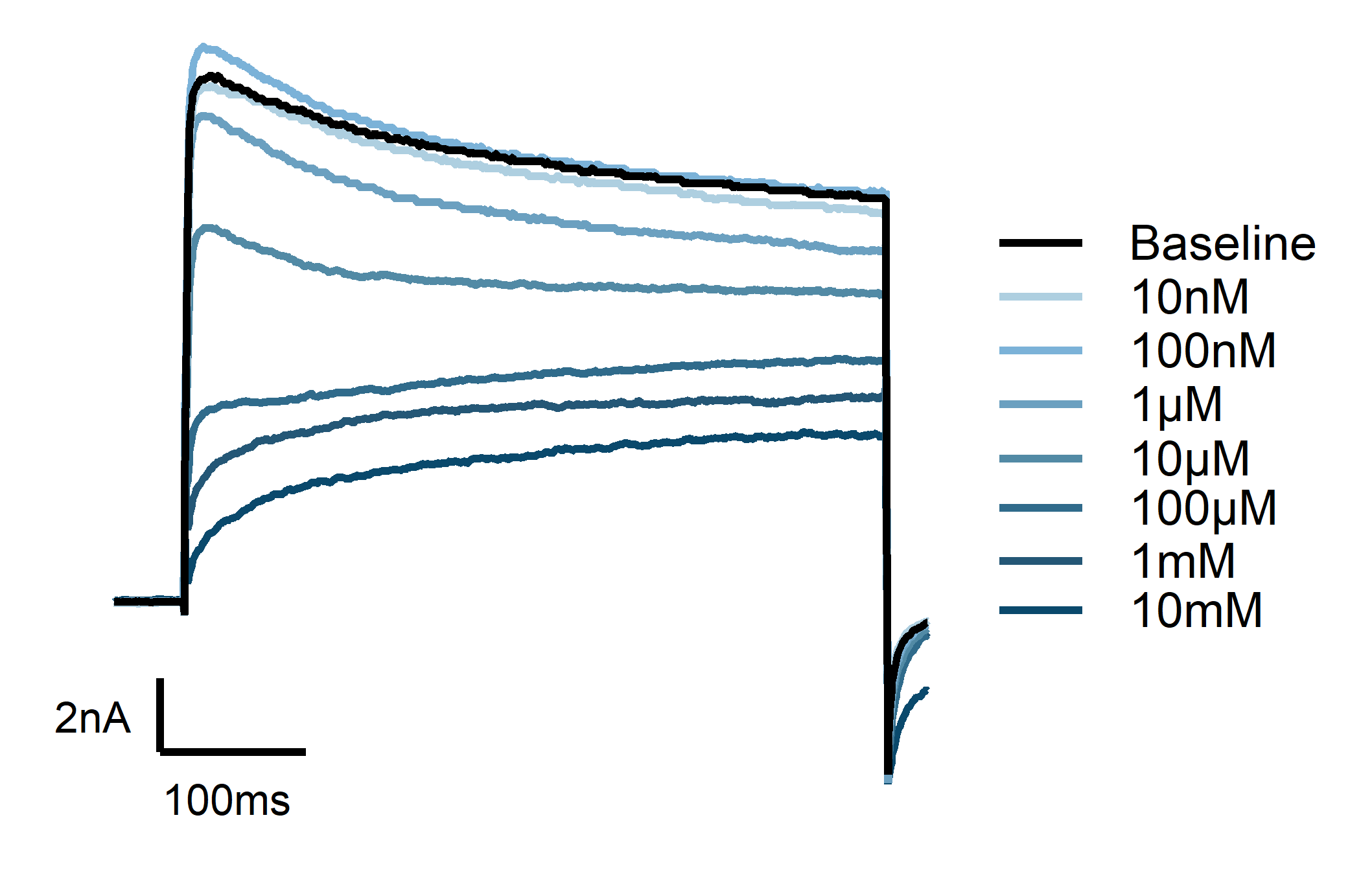 Electrophysiology traces from human iPSC-derived sensory neurons showing native Kv channel function and stability, supporting translational relevance for drug discovery.