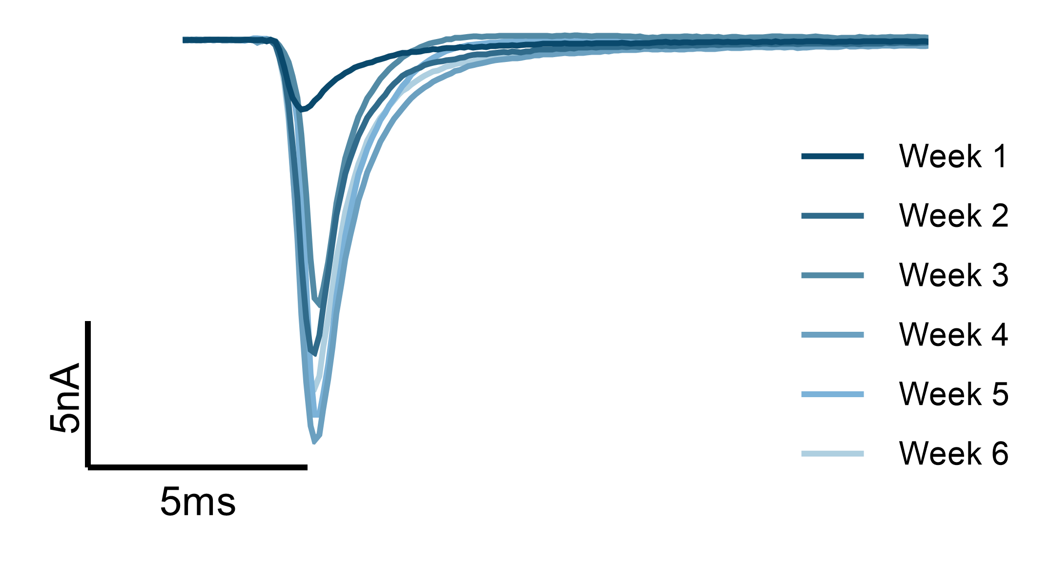 Electrophysiology traces from iPSC-derived sensory neurons over six weeks, showing progressive maturation and sodium channel function for translational relevance in drug discovery.