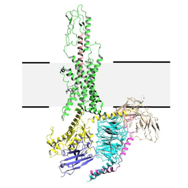 Why Membrane Proteins Matter – and Why They’re So Hard to Study!
