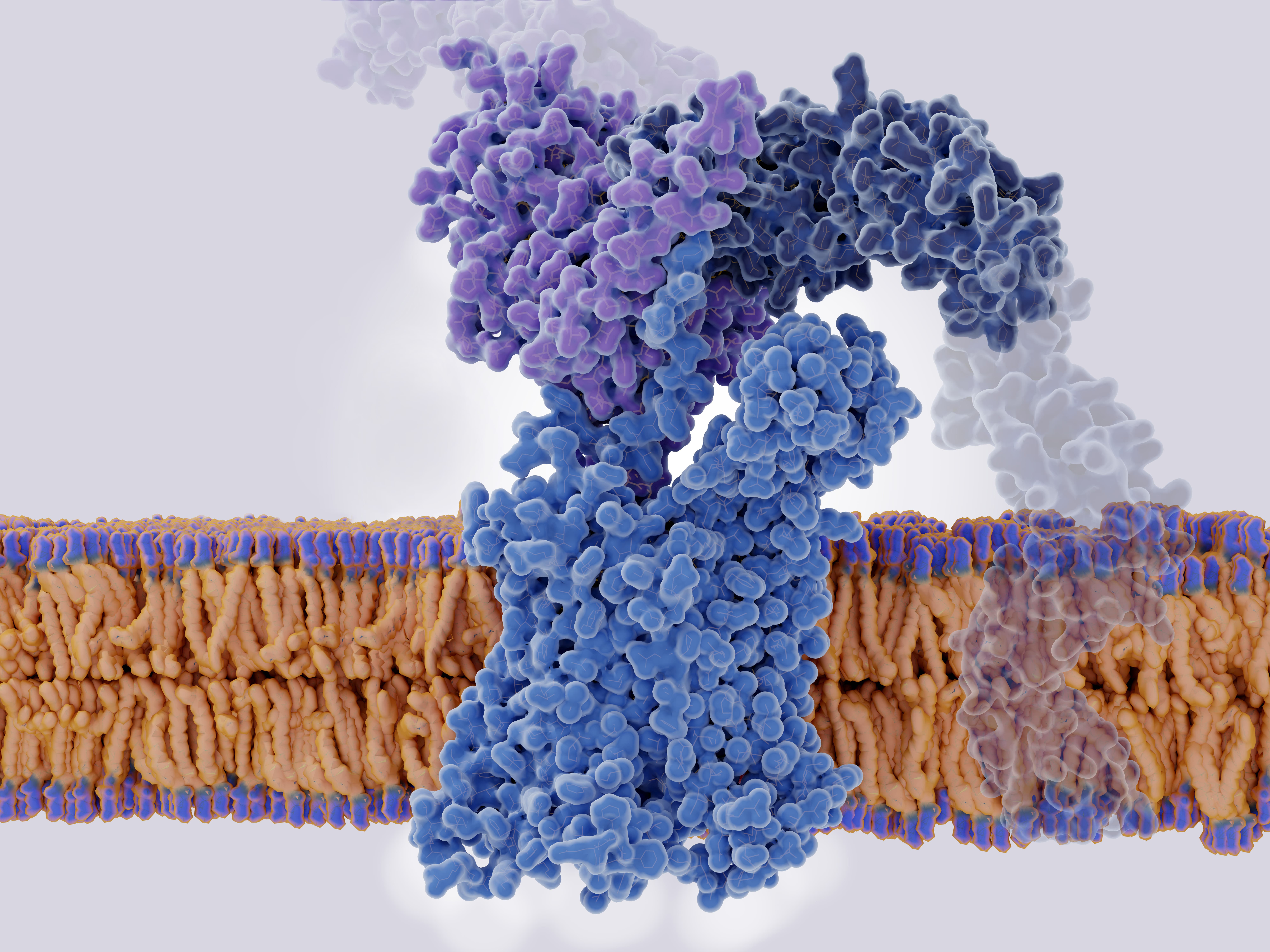 3D visualization of membrane proteins embedded in lipid bilayer, representing specialized purification approaches