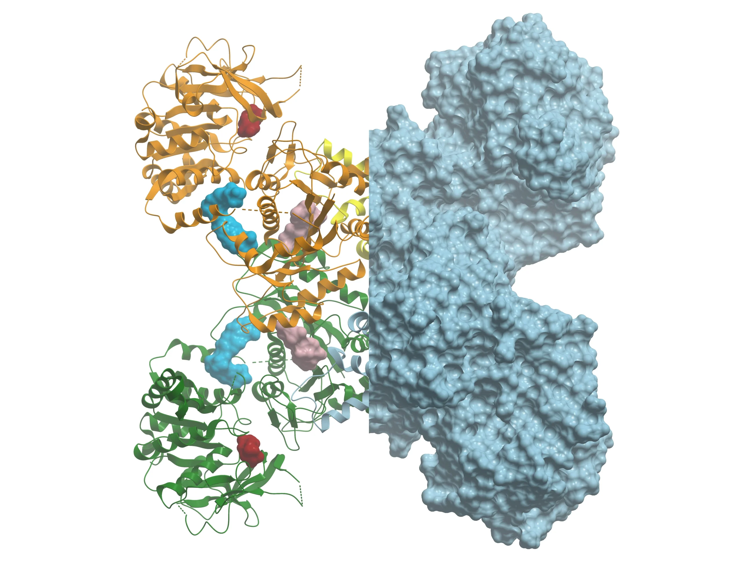 3D structural representation of peptide molecules illustrating advanced drug discovery approaches that integrate chemistry, bioscience, and in vivo pharmacology.