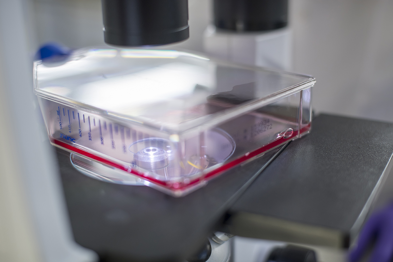 Close-up of a microscope examining cell culture plates, representing phenotypic screening for compound profiling and biological characterization.