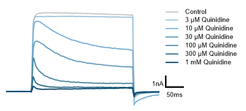 Electrophysiology traces showing Kv1.5 potassium channel currents before and during increasing concentrations of quinidine, illustrating agonist and antagonist assay formats for SAR studies and lead optimization.