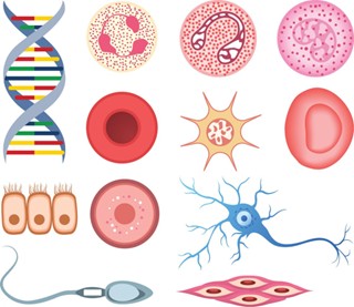 Illustration showing diverse biological elements including DNA helix, blood cells, neurons, and tissue structures, representing primary cells and tissues used in drug discovery for clinically relevant research models.