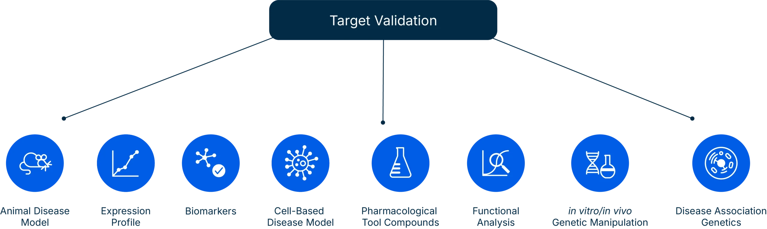 diagram illustrating the target validation process in drug discovery, showing key steps such as biomarker identification, expression profiling, cell-based models and functional assays.