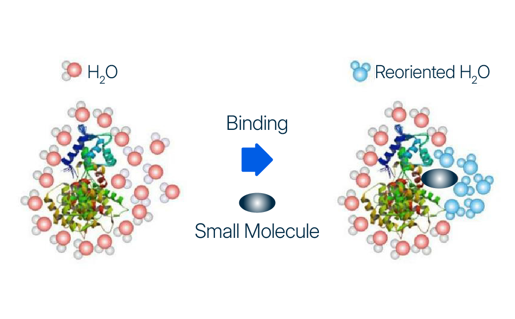 Illustration showing water network analysis in protein-ligand interactions, comparing conserved water molecules and reoriented water effects on binding affinity and ligand design.