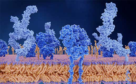 Protein Expression & Purification