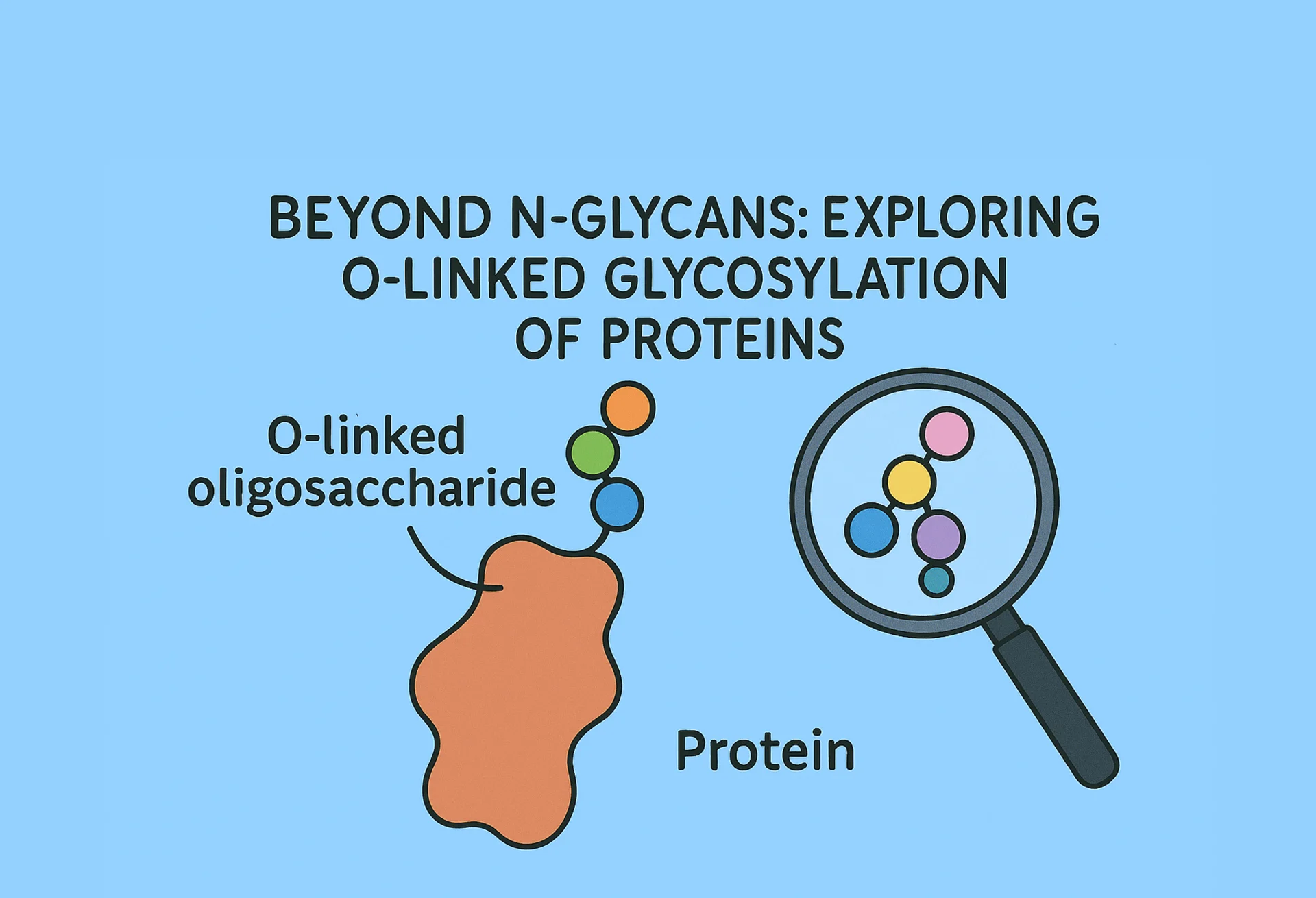 Beyond N-Glycans: Exploring O-Linked Glycosylation of Proteins