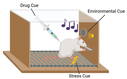 Illustration of a rat in a behavioural chamber showing how drug, environmental, and stress cues can trigger cue‑induced drug‑seeking in a reinstatement model.