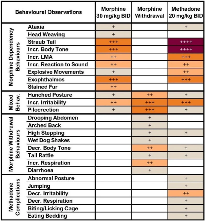 Heatmap table summarising behavioural observations in rodents during morphine dependence, morphine withdrawal, and methadone treatment, showing the severity of behaviours such as Straub tail, increased body tone, irritability, and withdrawal signs compared with vehicle controls.