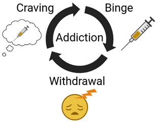 Diagram illustrating the three‑phase cycle of addiction, showing binge drug use, withdrawal symptoms and craving linked in a continuous loop.