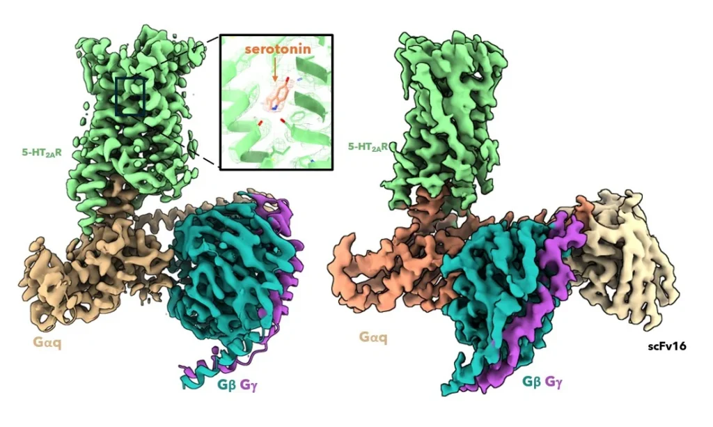 5HT2a Receptor Cryo EM Structure With And Without Seratonin